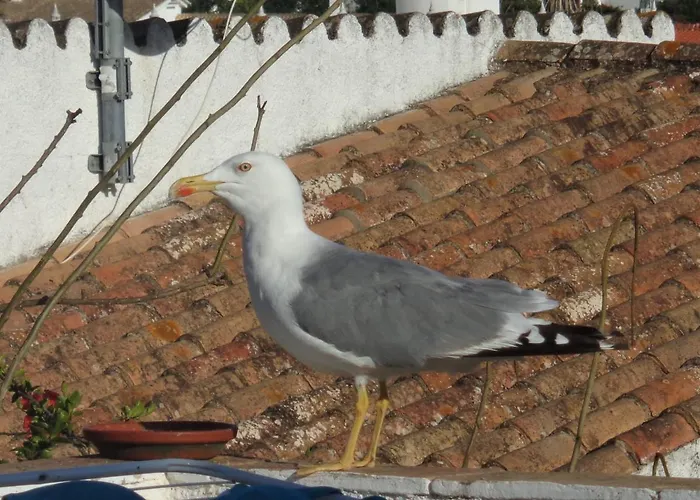 Bay W Private Pool וילה Senhora da Luz